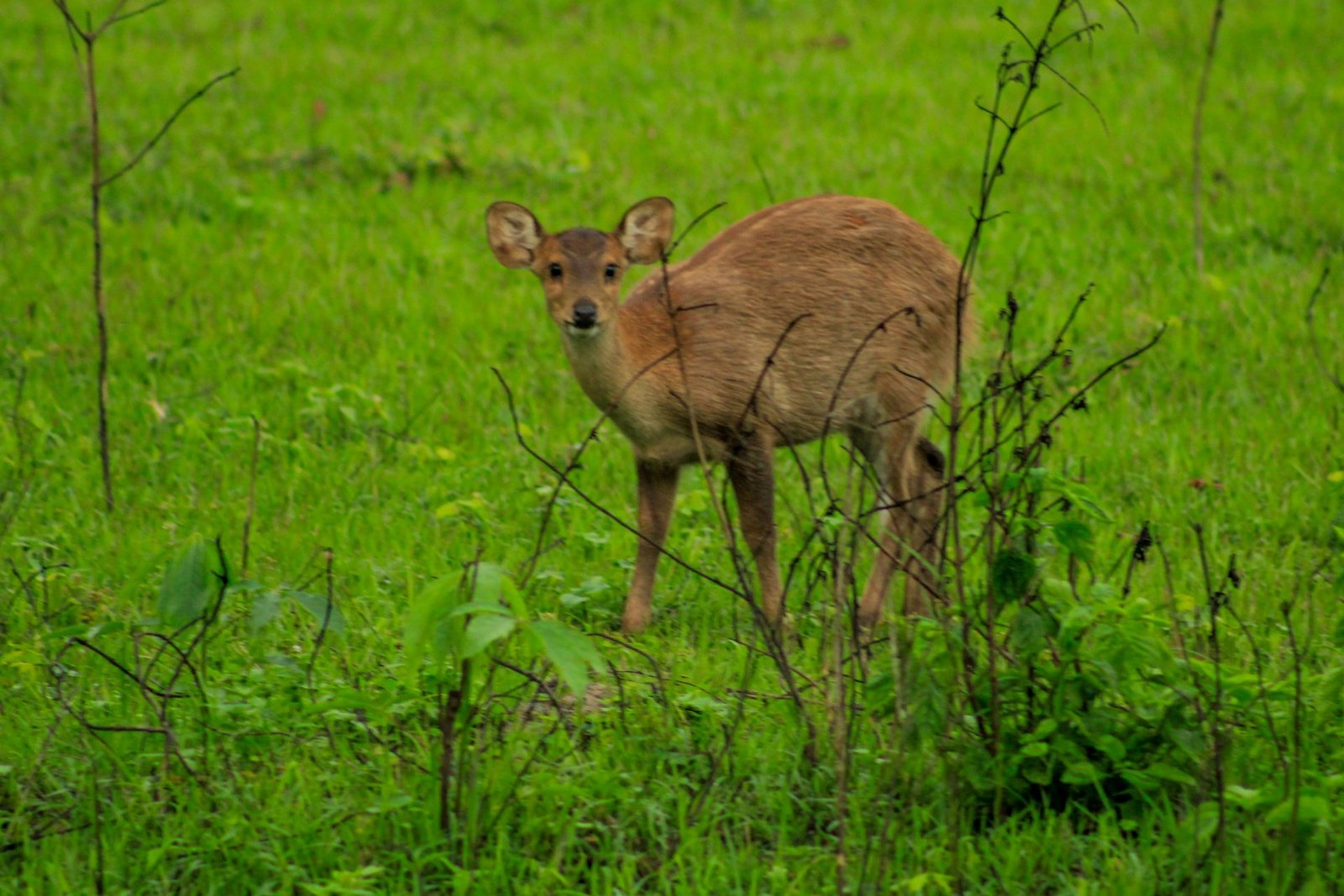 2 Wochen Indien Safari 4