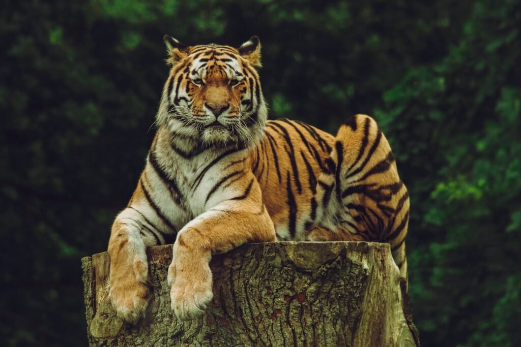 Asien Tiger